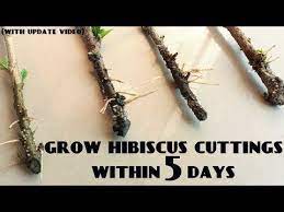 How To Grow Hibiscus From Cuttings Update Video Youtube Hibiscus Tree Growing Hibiscus Hibiscus Plant