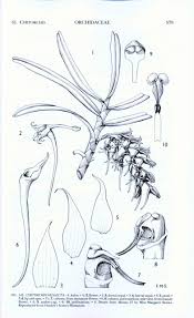 Image result for Cyrtorchis neglecta