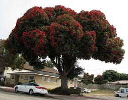 Check spelling or type a new query. Ufei Selectree A Tree Selection Guide Tree Flowering Trees Beautiful Tree