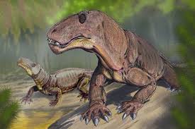 Image result for Dinophora spenneroides