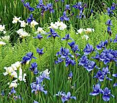 Landscape plants rated by deer resistance. Deer Resistant Perennials White Flower Farm