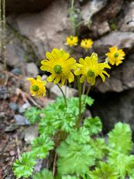 Image result for Ranunculus  cooleyae