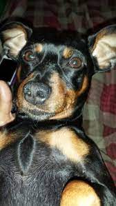 Miniature Pinscher He Is So Small I Can Hold Him With One Hand My Little Buddy Miniature Pinscher Pinscher Puppy Pictures