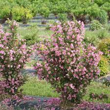 Top reasons to grow sonic bloom ® ghost ® weigela: Sonic Bloom Pure Pink Weigela Florida Proven Winners