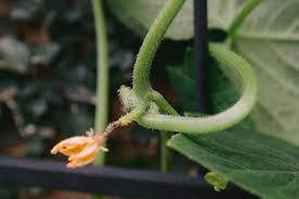Image result for how to self pollinate cucumbers