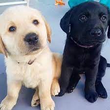 Black lab/pyrenees mix puppies $200. Labradorpuppies4sale Home Facebook