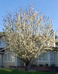 This product is not available for purchase online. Minnie Royal Royal Lee Cherries In Socal Worth The Effort