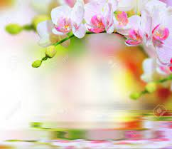 Check spelling or type a new query. Beautiful Spring Flower Background With Copy Space Stock Photo Picture And Royalty Free Image Image 97945363