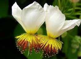 Image result for Sparrmannia