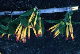 Image result for Agelanthus gracilis