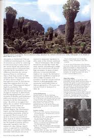 Image result for Senecio milanjianus