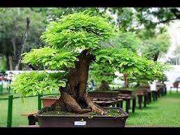 Awesome Photos Of Sampalok Or Tamarind Bonsai In The Philippines Youtube
