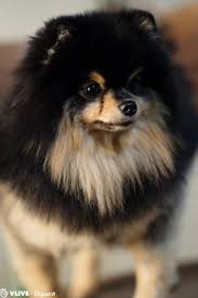 Tvitter In 2020 Bts Dogs Kim Taehyung Taehyung