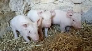 Rechercher un revendeur du porc fermier d'auvergne par département. Porcs Vente Directe Producteur