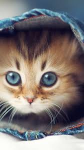 You can also upload and share your favorite cat eye wallpapers. Popular 1440x2560 Feral Cat Wallpapers For Google Pixel Xl Meizu Pro 7 Nokia 8 Htc U Huawei P10 Quad Hd