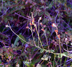 Image result for Asclepias adscendens