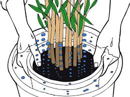 Der boden sollte gut wasserdurchlässig mit krümeliger struktur sein. Bambus Pflanzen Aber Richtig Bambushecken De