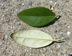 Image result for Lagunaria patersonia