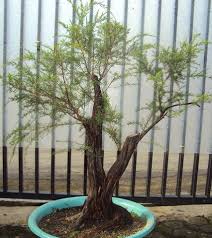 Check spelling or type a new query. Beackea Frutescens