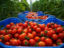 'red pride' yields a bountiful harvest on vigorous, compact plants. Tips Information About Tomatoes Gardening Know How