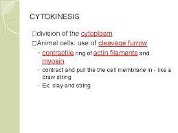 Do animal cells use mitosis or meiosis. Cellular Division Mitosis And Meiosis Cell Division Basis