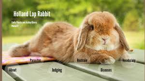 Rabbit Vet Project By Ashley Rivera