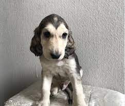 May 05, 2021 · アフガン・ハウンド の子犬情報。犬の出産情報、販売・譲渡・譲ります情報。生まれた赤ちゃん子犬、成長した犬を有償にて差し上げます。登録と利用は無料0円。 ã‚¢ãƒ•ã‚¬ãƒ³ãƒã‚¦ãƒ³ãƒ‰ å­çŠ¬ã‚„å­çŒ«ãŸã¡ã®ãƒšãƒƒãƒˆè²©å£²æƒ…å ±ãŒæº€è¼‰ ãƒšãƒƒãƒˆã‚¹ãƒ†ãƒ¼ã‚·ãƒ§ãƒ³