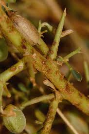 Image result for Crotalaria spinosa