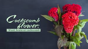 From wikimedia commons, the free media repository. Cockscomb Flower Wool Brain And Cockscomb Cgtn