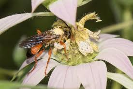 Faribault county, minnesota september 24, 2016 11:36 am greeting, awesome wtb volunteers! Great Golden Digger Wasp A Beneficial Flower Visiting Insect