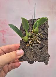 Image result for Falkia oblonga