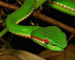 Green Tree Pit Viper Trimeresurus Gumprechti Or Popeiorum Crotalinae Viperidae Male Reptiles And Amphibians Viperidae Amphibians