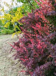Image result for Barberry