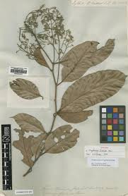 Image result for Cryptocarya woodii