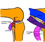 TKA for Valgus Deformity — Hip & Knee Book
