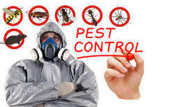 • termites are a huge problem in dehradun (uk), and if you do not take care of this issue, they could start eating away at your home. Pest Control Services Termite Control In Dehradun à¤ª à¤¸ à¤Ÿ à¤• à¤Ÿ à¤° à¤² à¤¸à¤° à¤µ à¤¸ à¤¦ à¤¹à¤° à¤¦ à¤¨