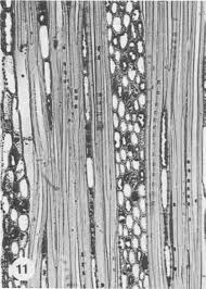 Image result for Balthasaria schliebenii