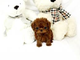 Stunning purebred toy pomeranian puppies 1 left to hold! Toy Moodle Puppies For Sale Nsw Toywalls