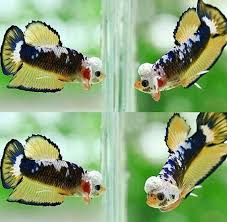 Pin Di Betta Fish
