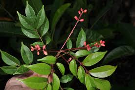 Image result for Burseraceae
