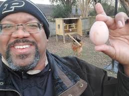 Chickens congratulating each other after laying eggs
