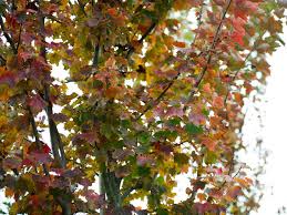 Orange trees thrive in warm weather with lots of sunshine and may grow as tall as 50 feet. October Glory Maple Tree In Fall Garden Dallas By Treeland Nursery Houzz