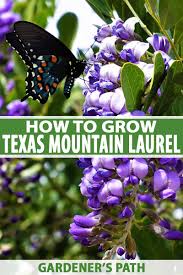 This website and all photography / images appearing thereon are © gary regner, all rights reserved. How To Grow Texas Mountain Laurel Gardener S Path
