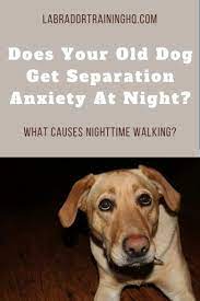 What is dog separation at night? Senior Dog Anxiety At Night What Causes Nighttime Waking