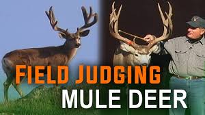 Mule deer may not have as much going on above their heads as other members of the deer family accurately field judging a mule deer buck's trophy status starts with knowing the they can also trick you if you don't pay close attention to how big they really are. Deer Scoring The Easy Way How To Field Judge Mule Deer With Mike Eastman Youtube