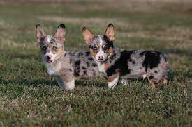 Many dog breeders with puppies for sale also offer a health. 3l Augie Puppies Home Facebook