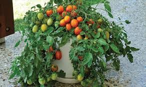 Saat ini memang masih jarang orang yang membudidayakan buah jeruk nipis, padahal jeruk nipis mempunyai manfaat yang sangat banyak sekali. Membuat Tanaman Buah Dalam Pot Cepat Berbuah Lebat Merawatbunga Com 2021