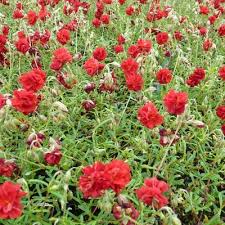 Check spelling or type a new query. Helianthemum Pflanzenkombinationen Matelma