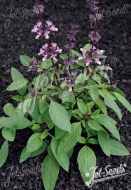 Image result for Ocimum basilicum