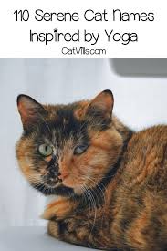 It is not a breed of cat. 110 Serene Yoga Cat Names For Your Zen Kitty Cat Names Calico Cat Names Cat Yoga